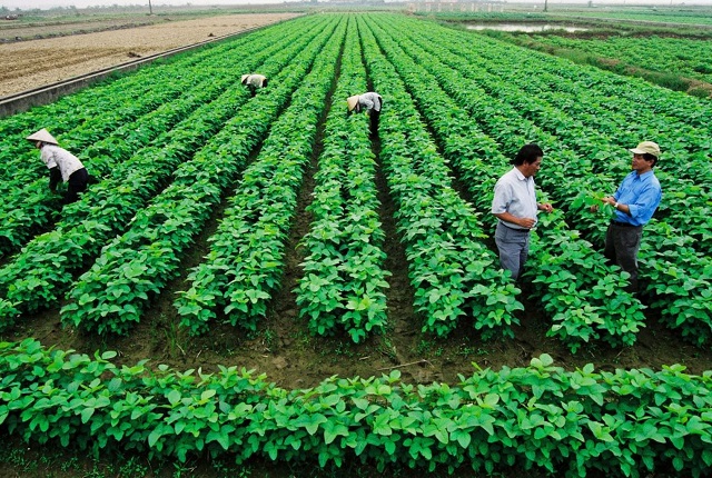 Đưa cây có giá trị cao vào sản xuất nông nghiệp bền vững